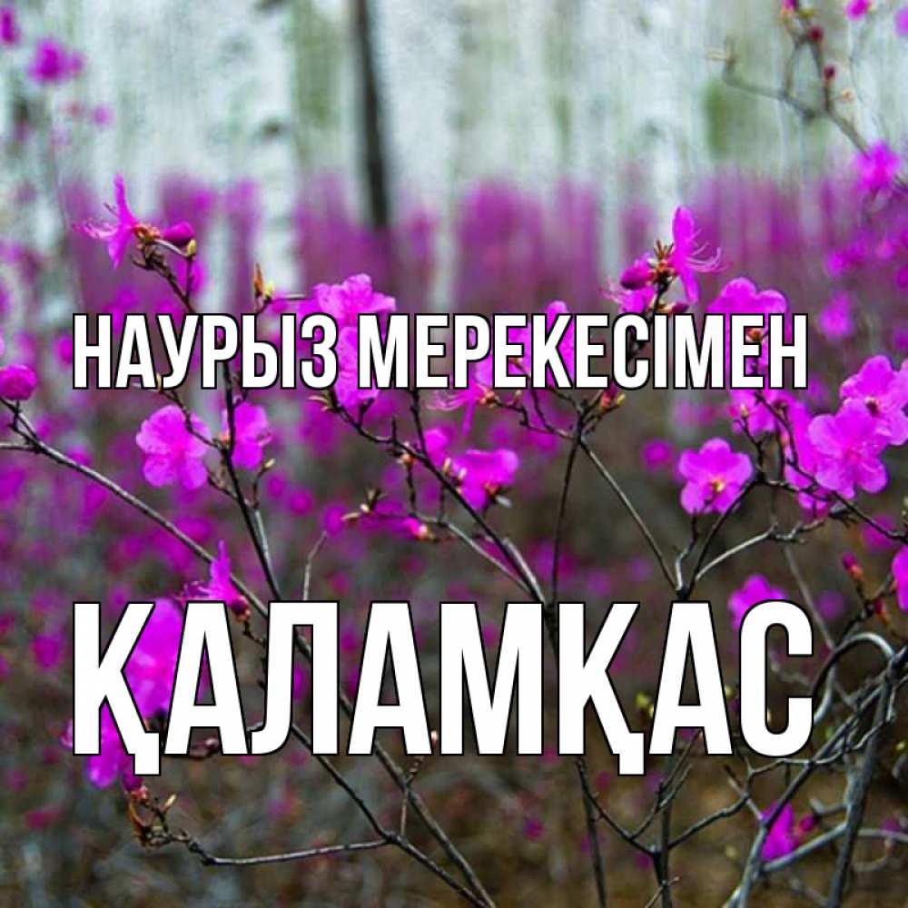 Күн сайын ашық хат с именем, ҚАЛАМҚАС Наурыз мерекесімен дикие цветы Онлайн тегін жүктеп алу тілектері бар керемет карта 