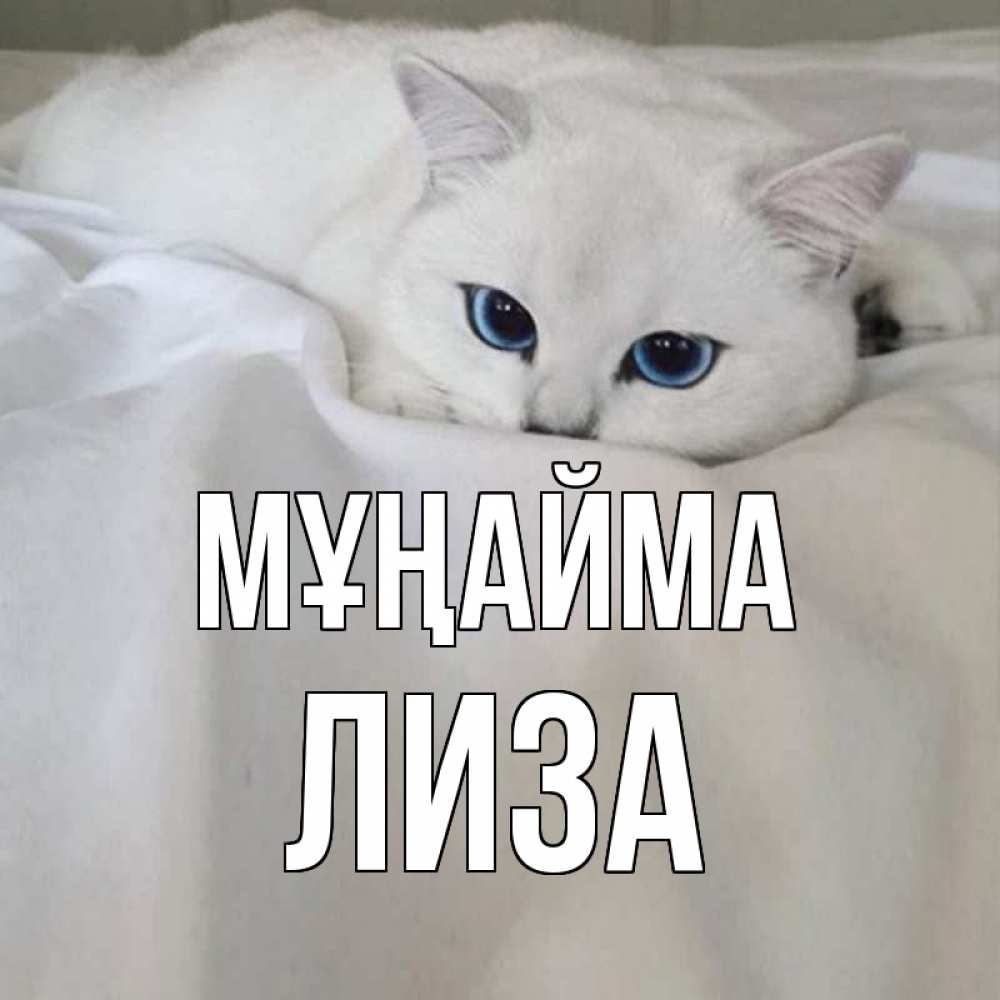 Күн сайын ашық хат с именем, Лиза Мұңайма белый кот с голубыми глазами на белоснежной кровати Онлайн тегін жүктеп алу тілектері бар керемет карта 