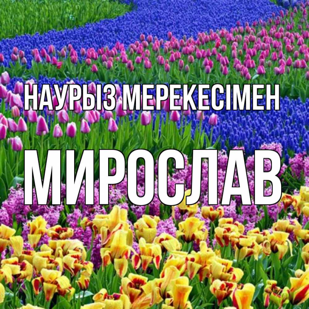 Күн сайын ашық хат с именем, Мирослав Наурыз мерекесімен цветы Онлайн тегін жүктеп алу тілектері бар керемет карта 