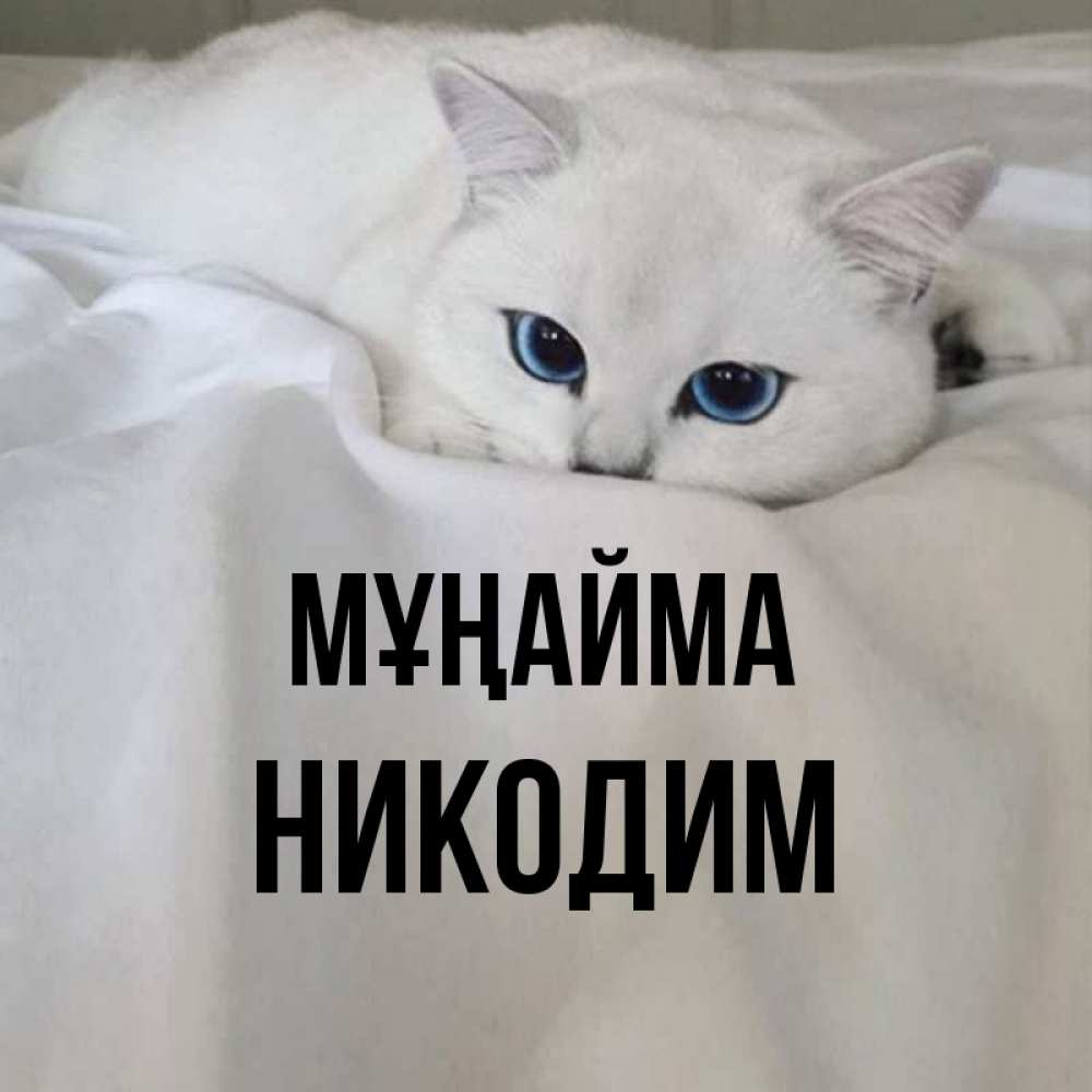 Күн сайын ашық хат с именем, Никодим Мұңайма Голубоглазая кошка Онлайн тегін жүктеп алу тілектері бар керемет карта 