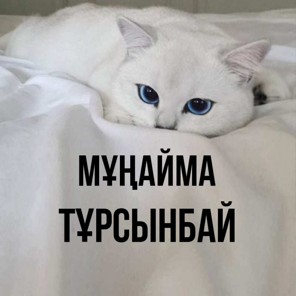 Күн сайын ашық хат с именем, ТҰРСЫНБАЙ Мұңайма Голубоглазая кошка Онлайн тегін жүктеп алу тілектері бар керемет карта 