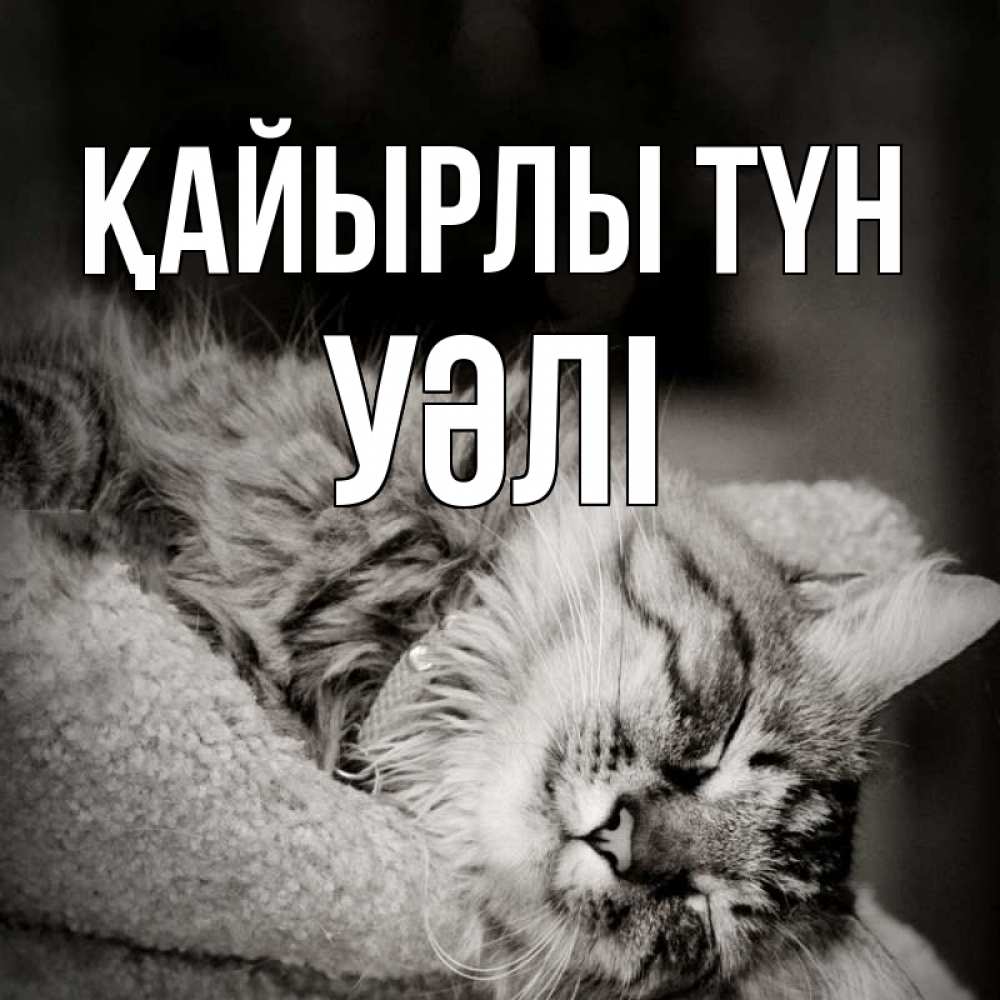 Күн сайын ашық хат с именем, УӘЛІ Қайырлы түн котярик пушистый Онлайн тегін жүктеп алу тілектері бар керемет карта 