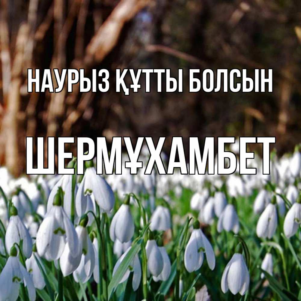 Күн сайын ашық хат с именем, ШЕРМҰХАМБЕТ Наурыз құтты болсын с подснежниками 1 Онлайн тегін жүктеп алу тілектері бар керемет карта 