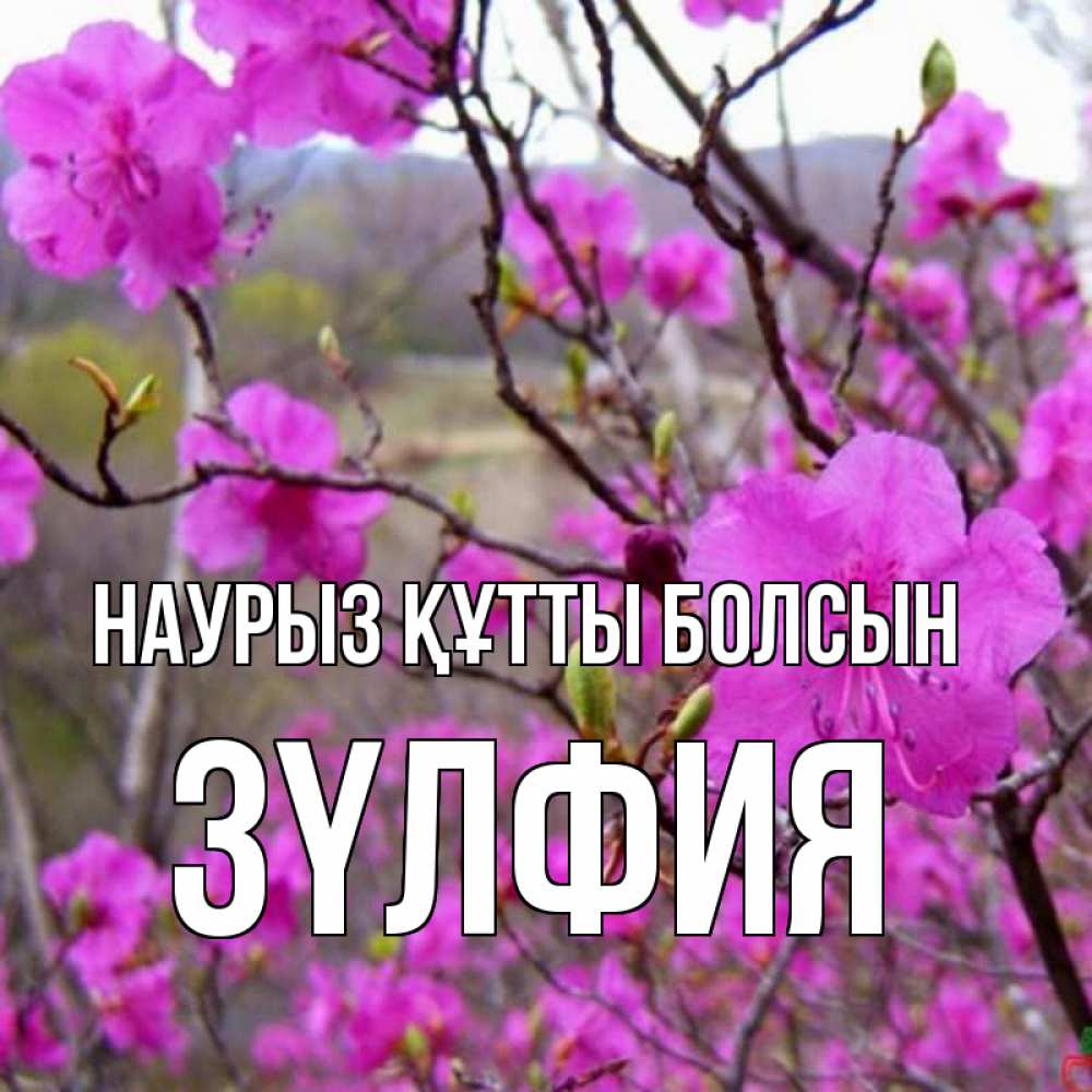 Күн сайын ашық хат с именем, ЗҮЛФИЯ Наурыз құтты болсын наурыз мейрамы кутты болсын Онлайн тегін жүктеп алу тілектері бар керемет карта 