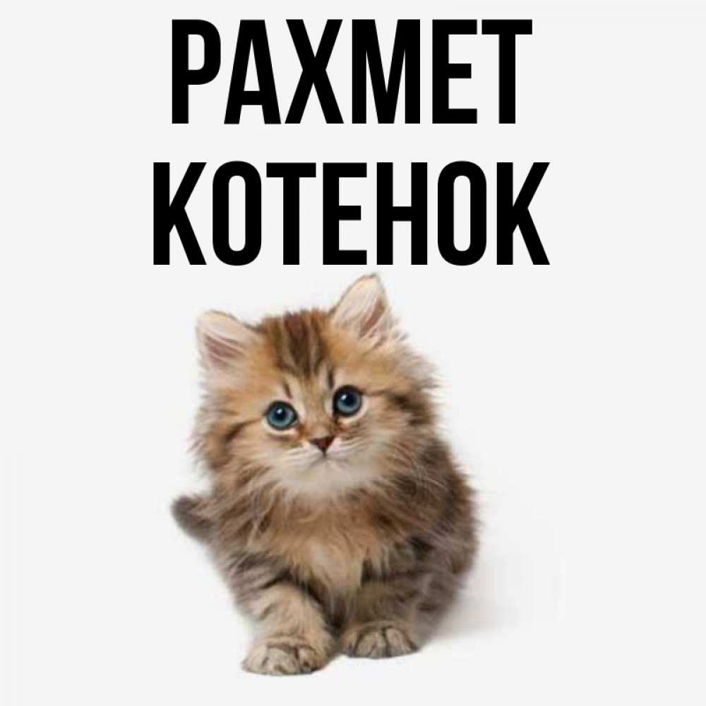 Күн сайын ашық хат с именем, Котенок рахмет пушистый котик Онлайн тегін жүктеп алу тілектері бар керемет карта 