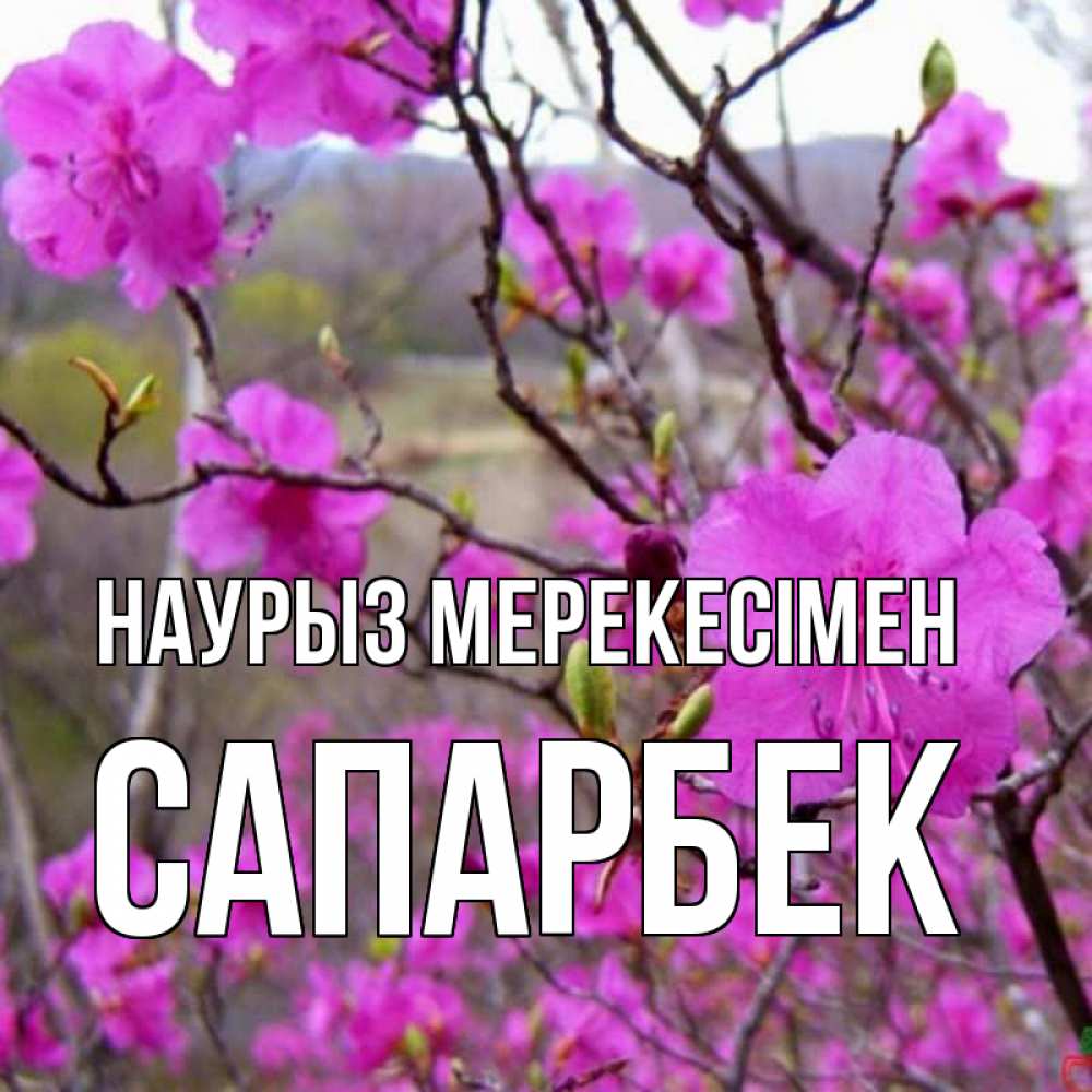 Күн сайын ашық хат с именем, САПАРБЕК Наурыз мерекесімен праздник весны наурыз Онлайн тегін жүктеп алу тілектері бар керемет карта 