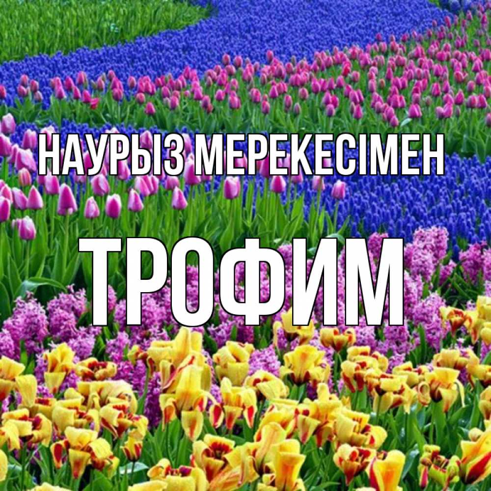 Күн сайын ашық хат с именем, Трофим Наурыз мерекесімен цветы Онлайн тегін жүктеп алу тілектері бар керемет карта 