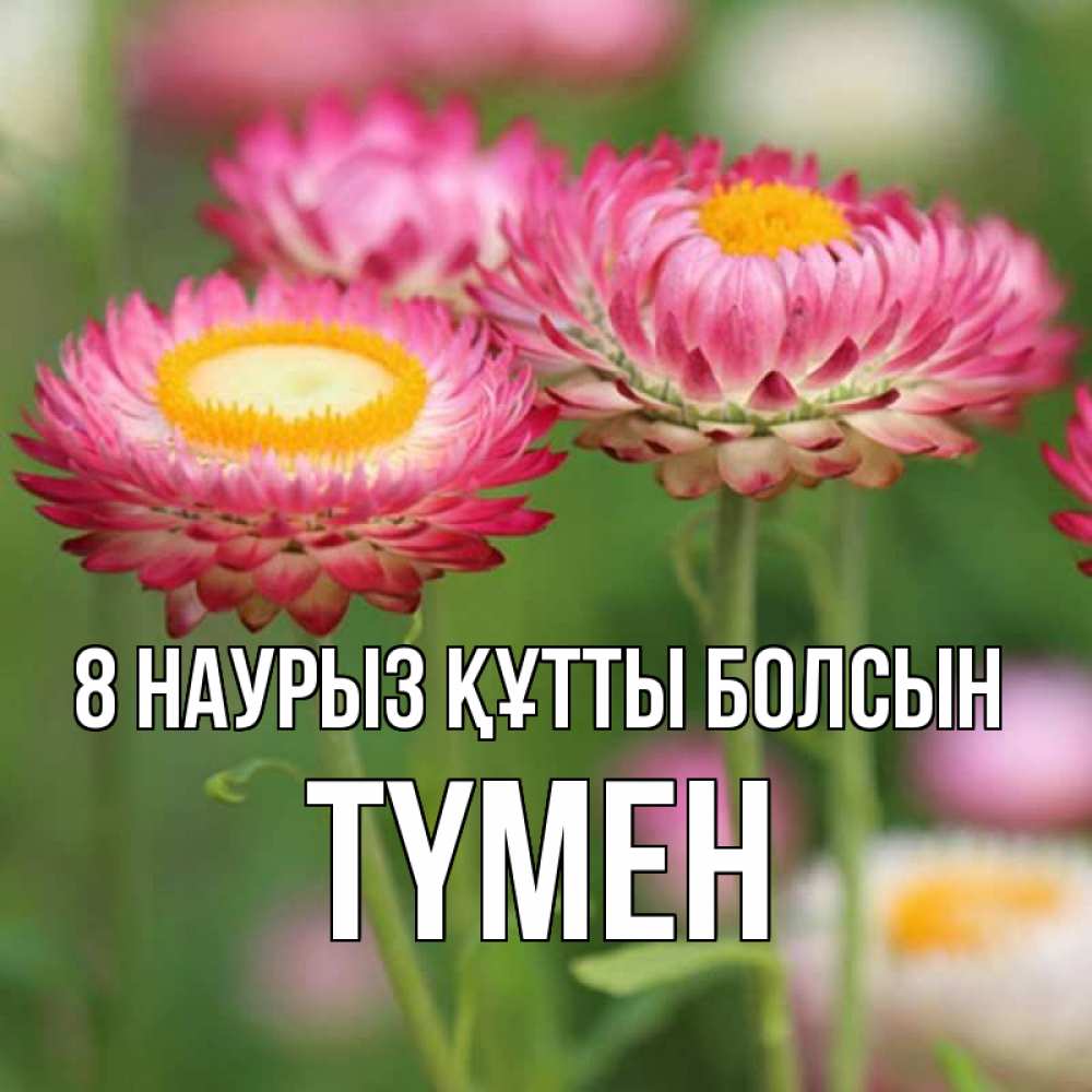 Күн сайын ашық хат с именем, ТҮМЕН 8 наурыз құтты болсын подарок на международный женский день Онлайн тегін жүктеп алу тілектері бар керемет карта 