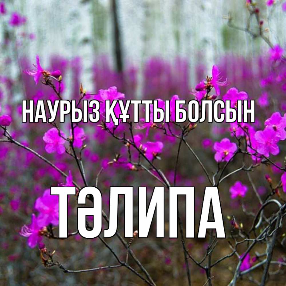 Күн сайын ашық хат с именем, ТӘЛИПА Наурыз құтты болсын дикие цветы Онлайн тегін жүктеп алу тілектері бар керемет карта 