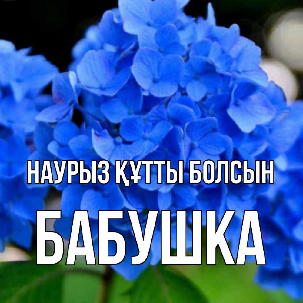 Күн сайын ашық хат с именем, Бабушка Наурыз құтты болсын синие цветы Онлайн тегін жүктеп алу тілектері бар керемет карта 