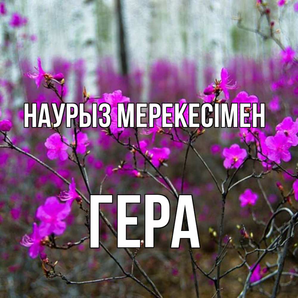 Күн сайын ашық хат с именем, Гера Наурыз мерекесімен дикие цветы Онлайн тегін жүктеп алу тілектері бар керемет карта 