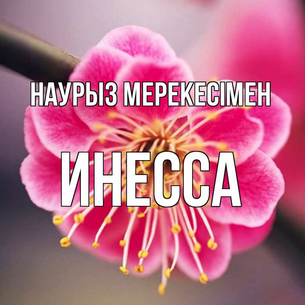 Күн сайын ашық хат с именем, Инесса Наурыз мерекесімен цветы Онлайн тегін жүктеп алу тілектері бар керемет карта 