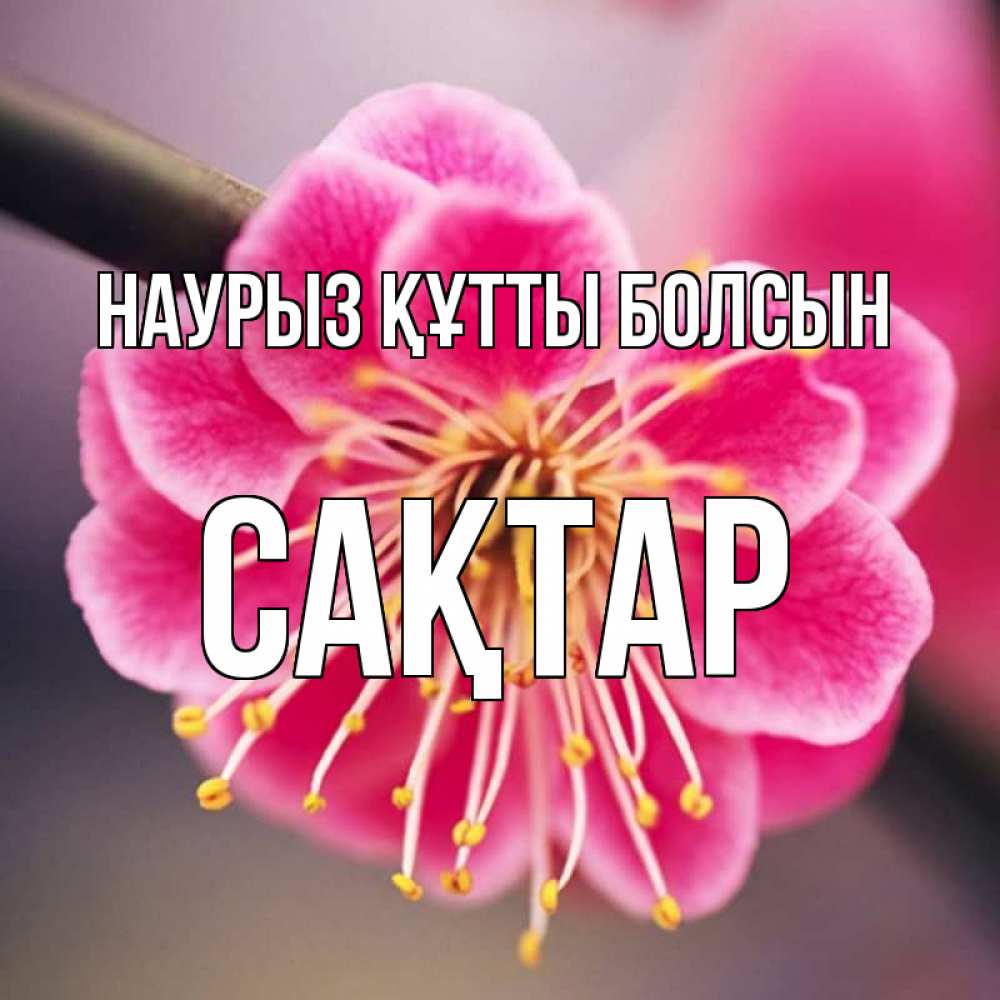 Күн сайын ашық хат с именем, САҚТАР Наурыз құтты болсын цветы Онлайн тегін жүктеп алу тілектері бар керемет карта 