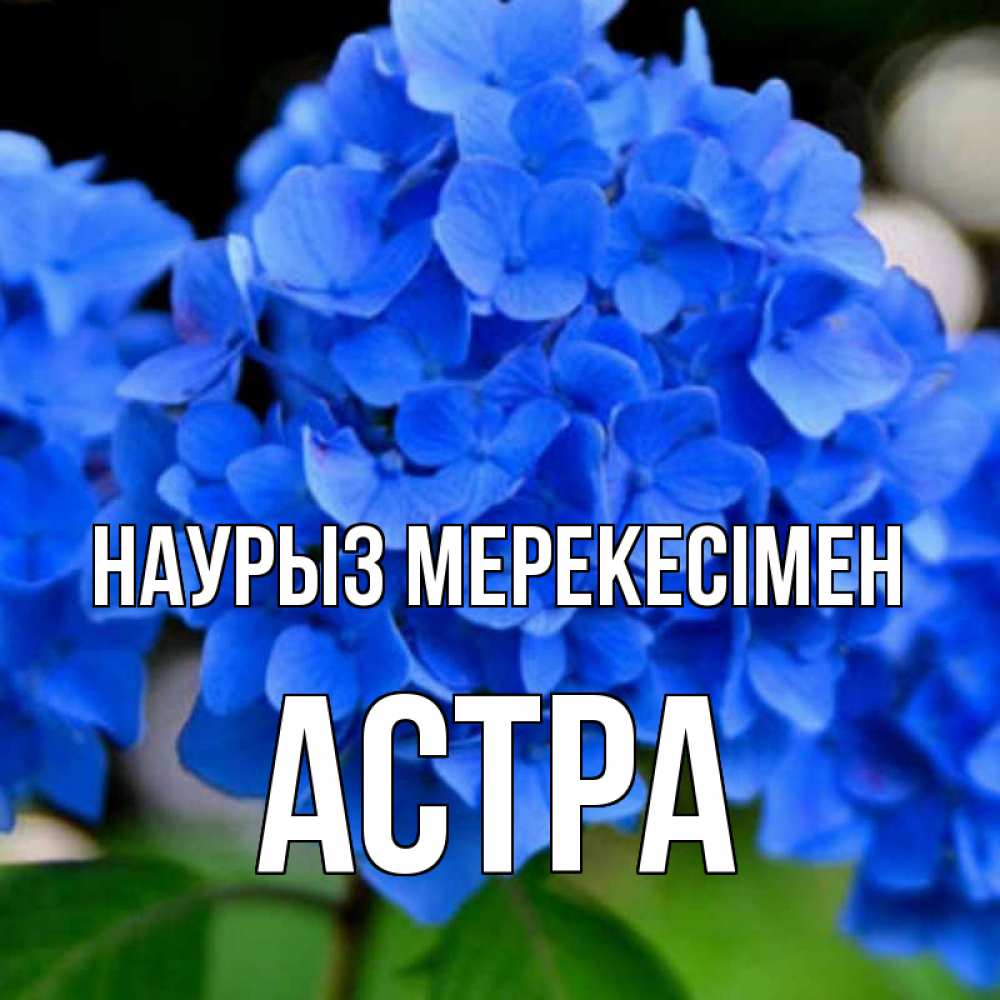 Күн сайын ашық хат с именем, Астра Наурыз мерекесімен синие цветы Онлайн тегін жүктеп алу тілектері бар керемет карта 