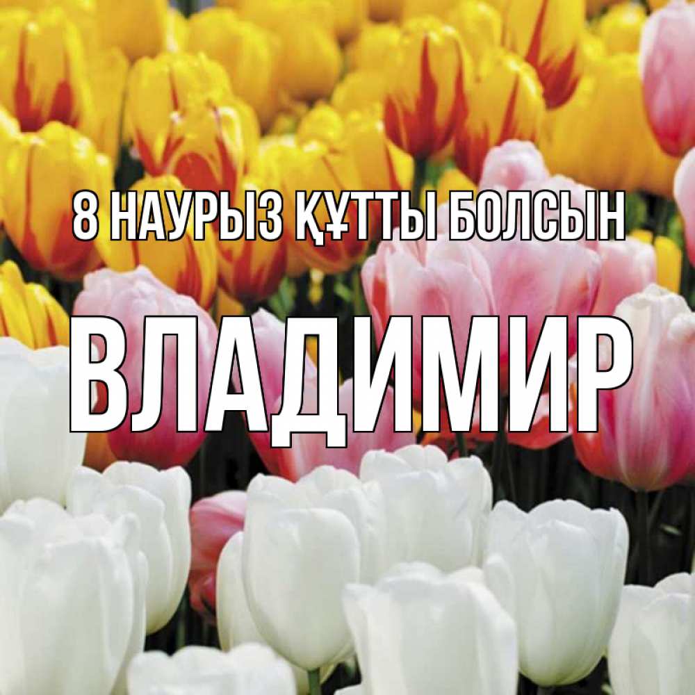 Күн сайын ашық хат с именем, Владимир 8 наурыз құтты болсын разноцветные цветы Онлайн тегін жүктеп алу тілектері бар керемет карта 