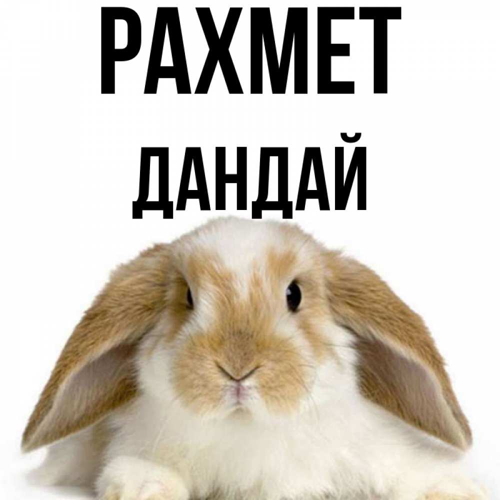 Күн сайын ашық хат с именем, Дандай рахмет коричнево белый заяц Онлайн тегін жүктеп алу тілектері бар керемет карта 