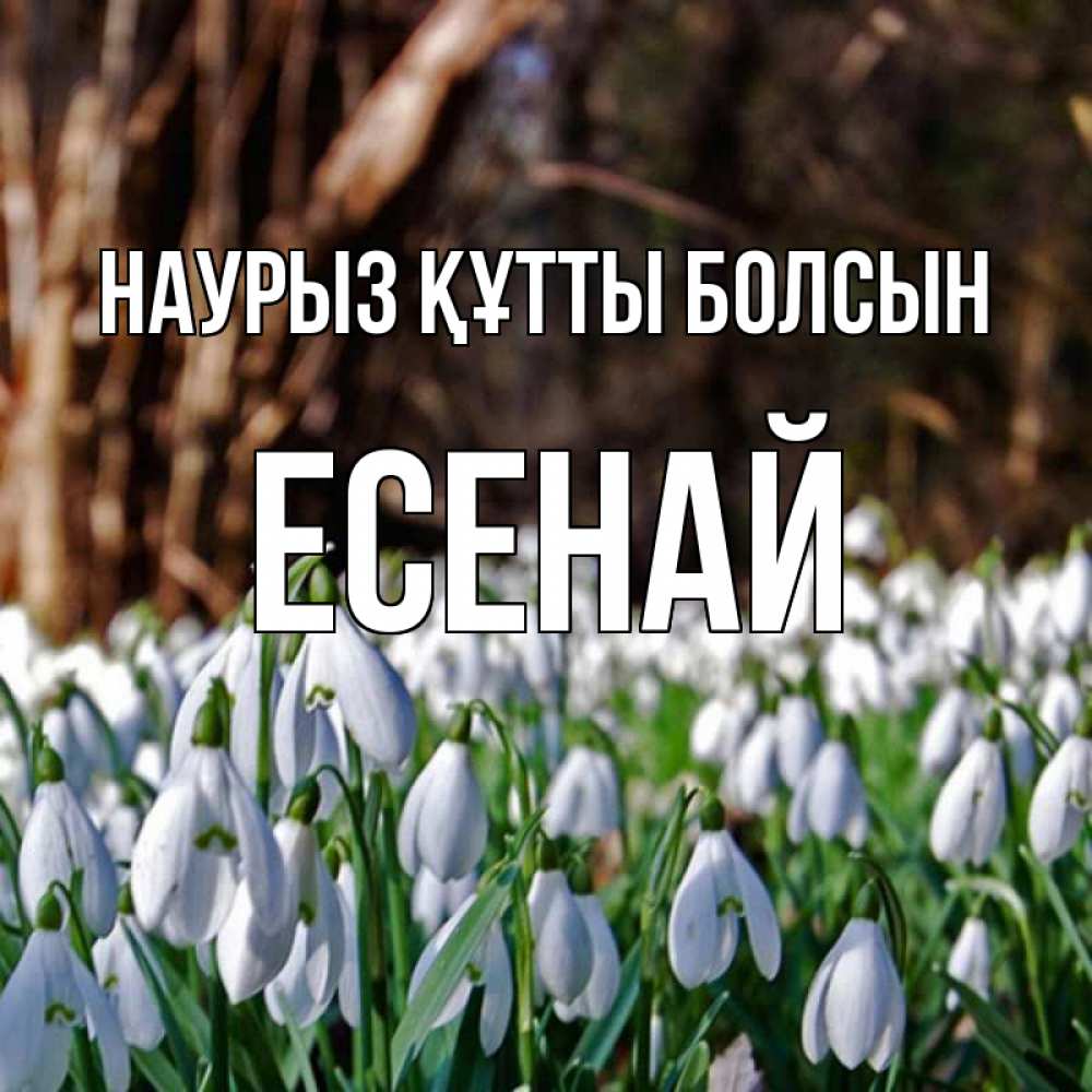 Күн сайын ашық хат с именем, Есенай Наурыз құтты болсын с подснежниками 1 Онлайн тегін жүктеп алу тілектері бар керемет карта 