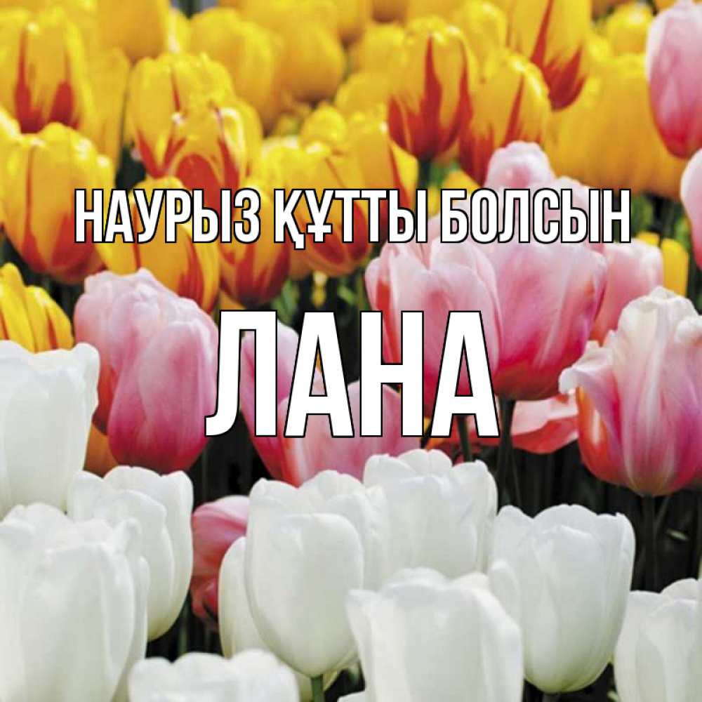 Күн сайын ашық хат с именем, Лана Наурыз құтты болсын разноцветные цветы Онлайн тегін жүктеп алу тілектері бар керемет карта 
