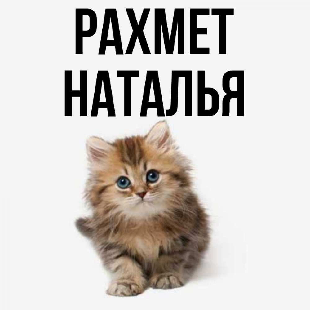 Күн сайын ашық хат с именем, Наталья рахмет пушистый котик Онлайн тегін жүктеп алу тілектері бар керемет карта 