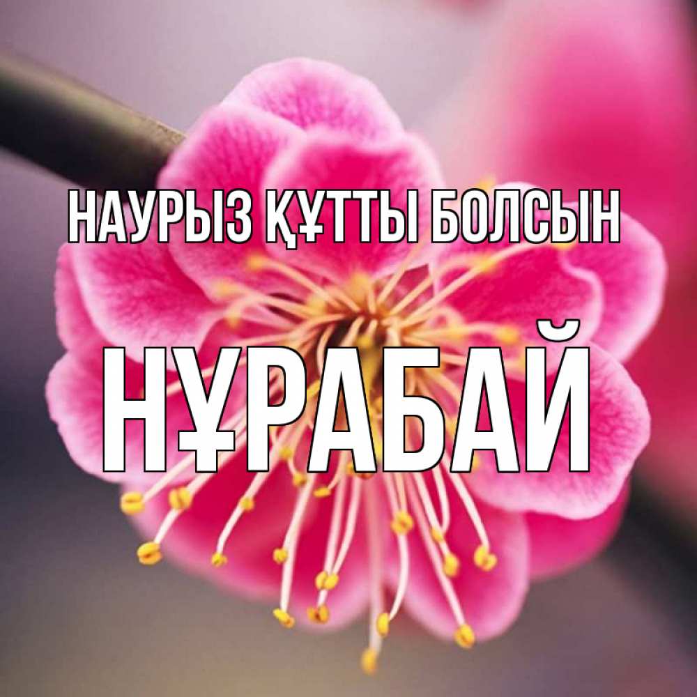 Күн сайын ашық хат с именем, НҰРАБАЙ Наурыз құтты болсын цветы Онлайн тегін жүктеп алу тілектері бар керемет карта 