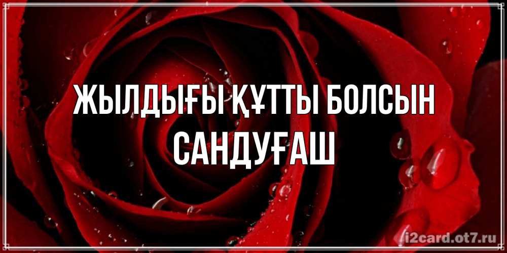 Күн сайын ашық хат с именем, САНДУҒАШ Жылдығы құтты болсын крупная бордовая роза Онлайн тегін жүктеп алу тілектері бар керемет карта 