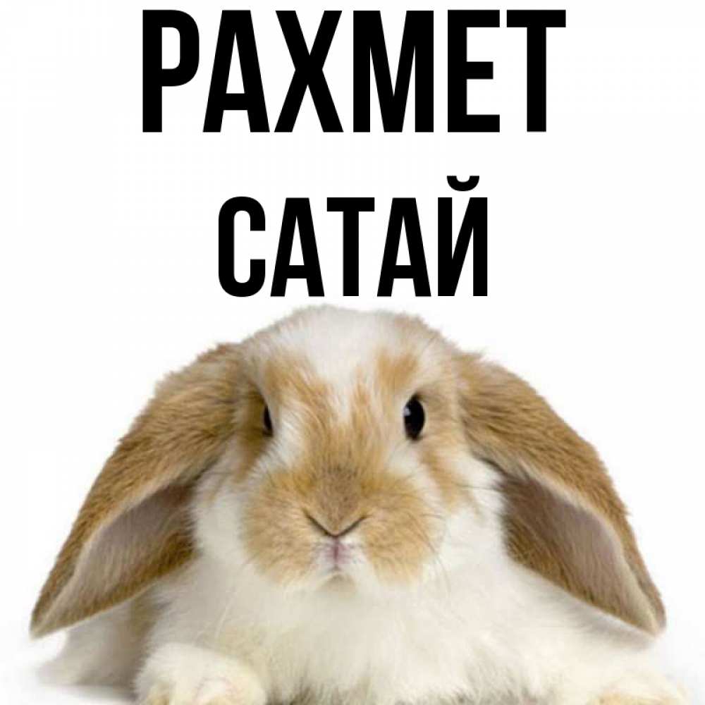 Күн сайын ашық хат с именем, САТАЙ рахмет коричнево белый заяц Онлайн тегін жүктеп алу тілектері бар керемет карта 