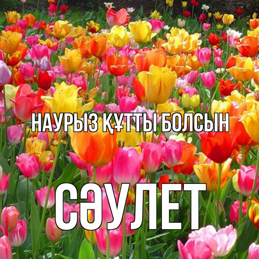 Күн сайын ашық хат с именем, СӘУЛЕТ Наурыз құтты болсын на наурыз  ура ура Онлайн тегін жүктеп алу тілектері бар керемет карта 