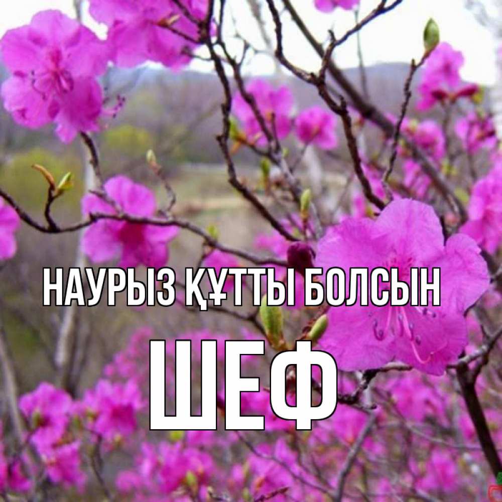 Күн сайын ашық хат с именем, Шеф Наурыз құтты болсын наурыз мейрамы кутты болсын Онлайн тегін жүктеп алу тілектері бар керемет карта 