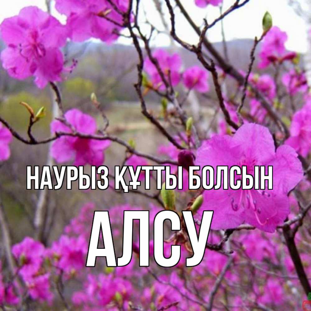 Күн сайын ашық хат с именем, Алсу Наурыз құтты болсын наурыз мейрамы кутты болсын Онлайн тегін жүктеп алу тілектері бар керемет карта 
