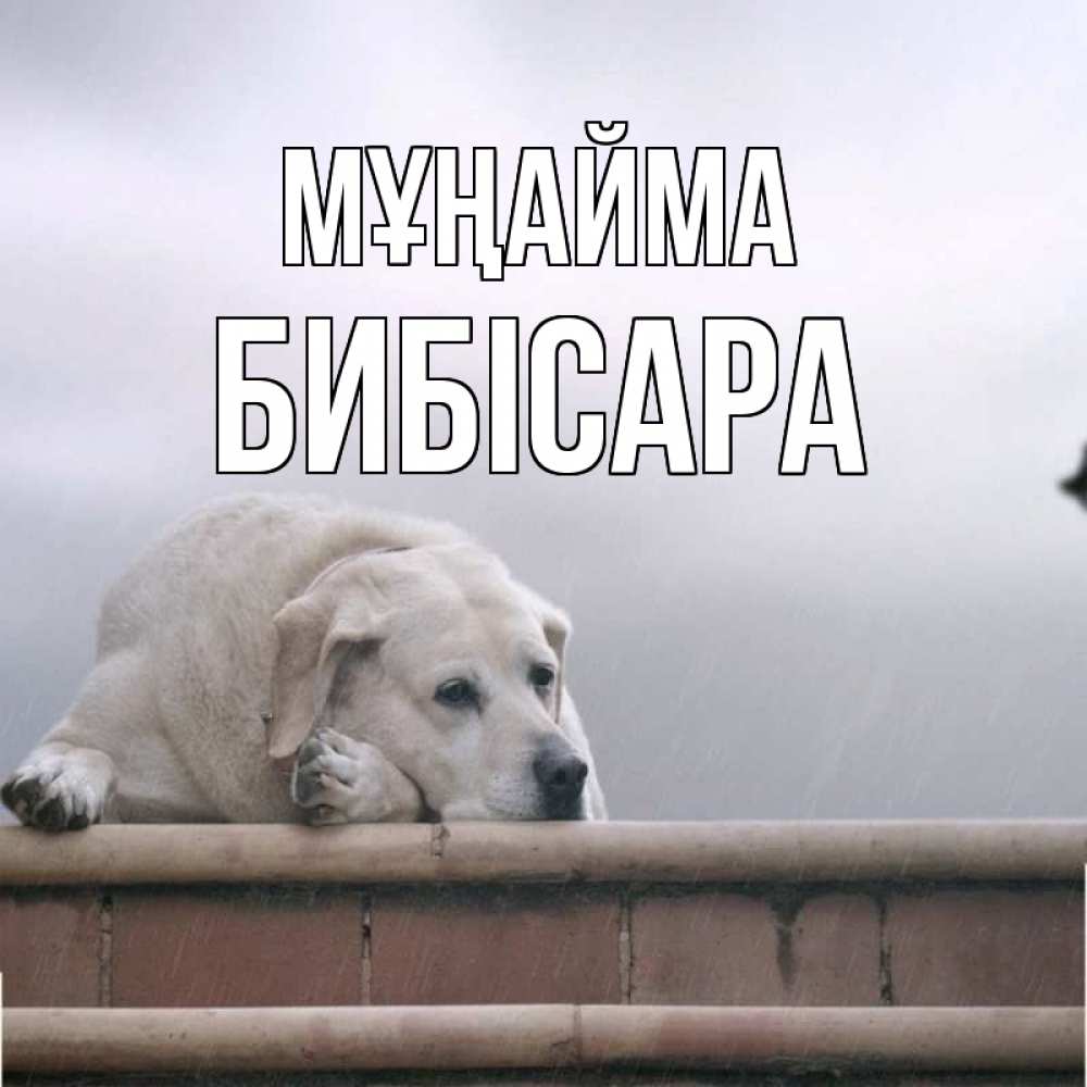 Күн сайын ашық хат с именем, БИБІСАРА Мұңайма белый пес 1 Онлайн тегін жүктеп алу тілектері бар керемет карта 