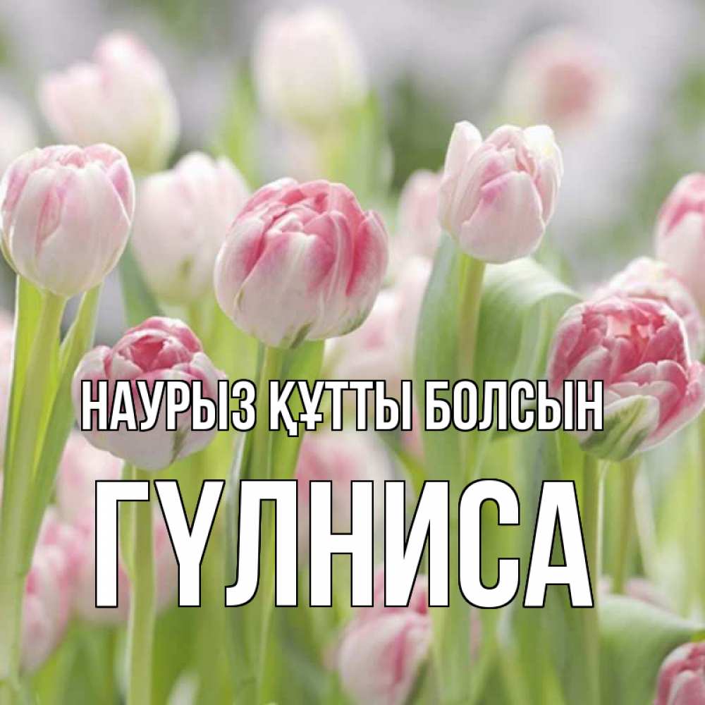 Күн сайын ашық хат с именем, ГҮЛНИСА Наурыз құтты болсын цветы Онлайн тегін жүктеп алу тілектері бар керемет карта 