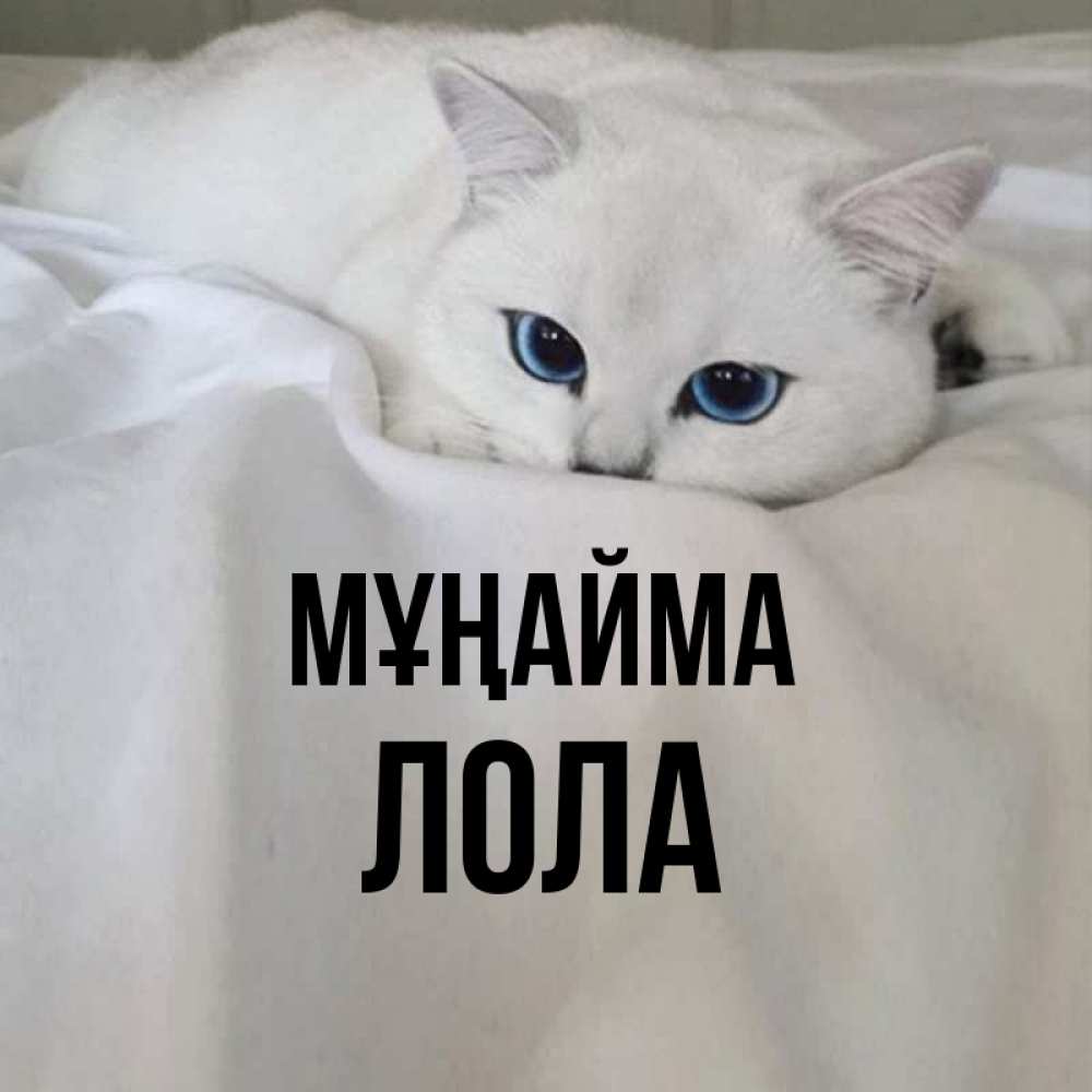 Күн сайын ашық хат с именем, Лола Мұңайма Голубоглазая кошка Онлайн тегін жүктеп алу тілектері бар керемет карта 
