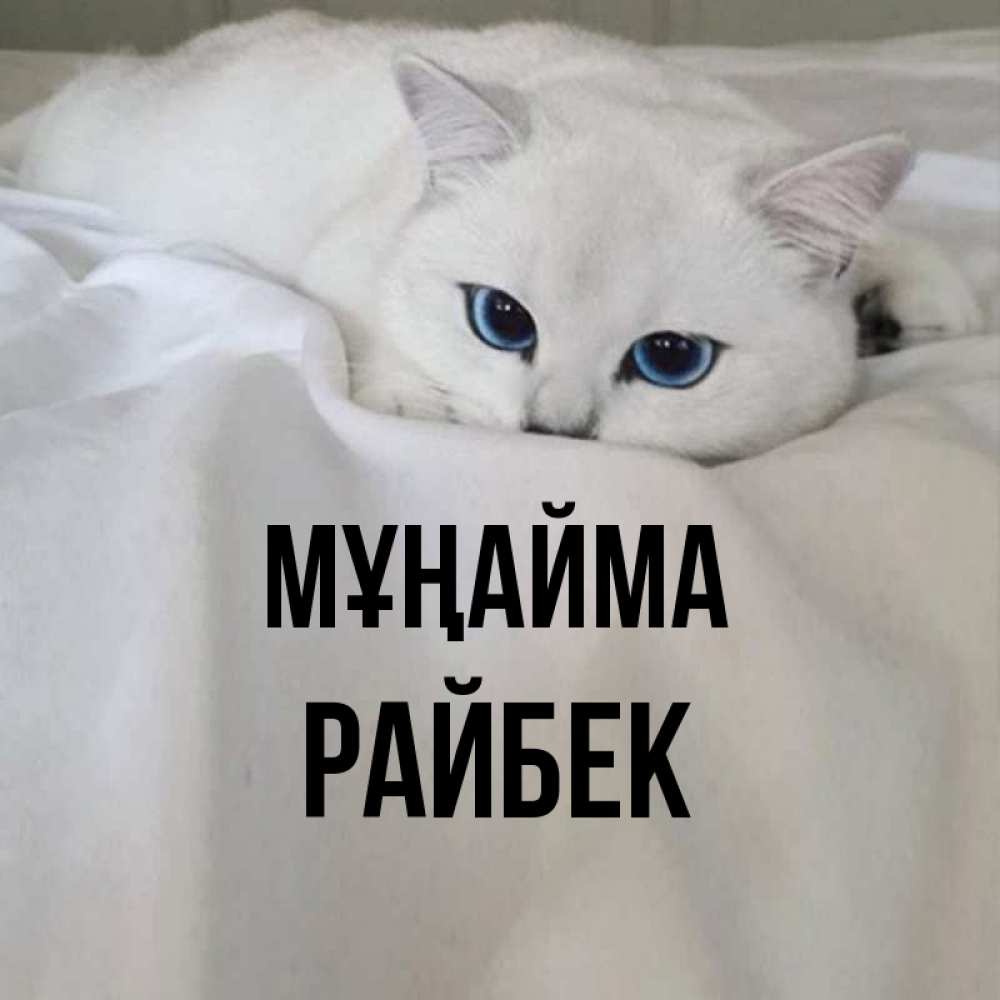 Күн сайын ашық хат с именем, РАЙБЕК Мұңайма Голубоглазая кошка Онлайн тегін жүктеп алу тілектері бар керемет карта 
