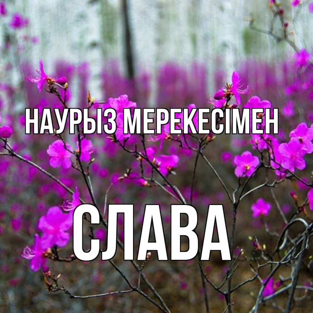 Күн сайын ашық хат с именем, Слава Наурыз мерекесімен дикие цветы Онлайн тегін жүктеп алу тілектері бар керемет карта 