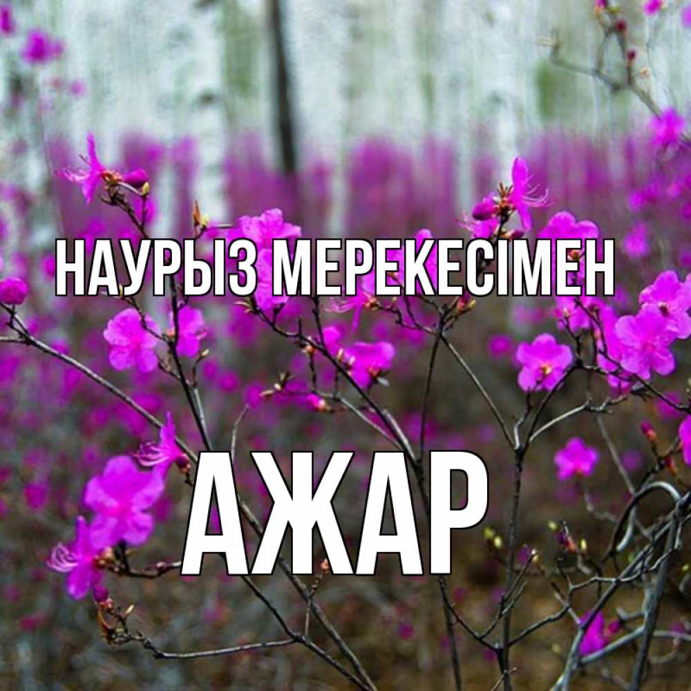 Күн сайын ашық хат с именем, АЖАР Наурыз мерекесімен дикие цветы Онлайн тегін жүктеп алу тілектері бар керемет карта 