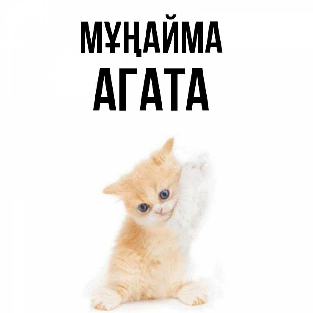 Күн сайын ашық хат с именем, Агата Мұңайма просящий кот Онлайн тегін жүктеп алу тілектері бар керемет карта 