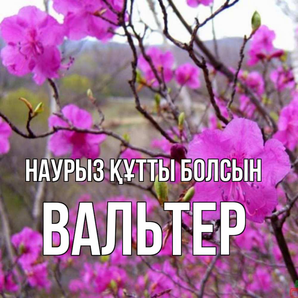 Күн сайын ашық хат с именем, Вальтер Наурыз құтты болсын наурыз мейрамы кутты болсын Онлайн тегін жүктеп алу тілектері бар керемет карта 