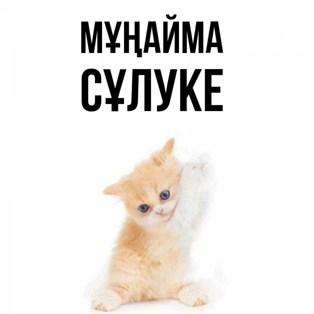 Күн сайын ашық хат с именем, СҰЛУКЕ Мұңайма просящий кот Онлайн тегін жүктеп алу тілектері бар керемет карта 