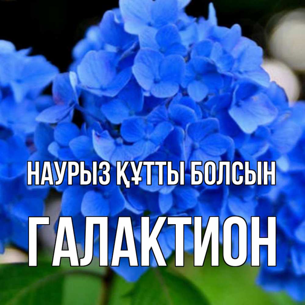 Күн сайын ашық хат с именем, Галактион Наурыз құтты болсын синие цветы Онлайн тегін жүктеп алу тілектері бар керемет карта 