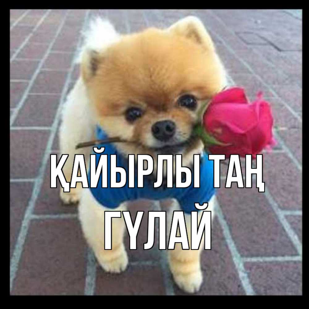 Күн сайын ашық хат с именем, ГҮЛАЙ Қайырлы таң роза в зубах Онлайн тегін жүктеп алу тілектері бар керемет карта 