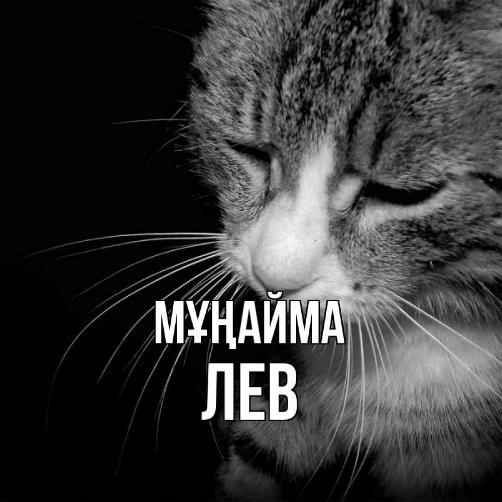 Күн сайын ашық хат с именем, Лев Мұңайма грустный котик Онлайн тегін жүктеп алу тілектері бар керемет карта 