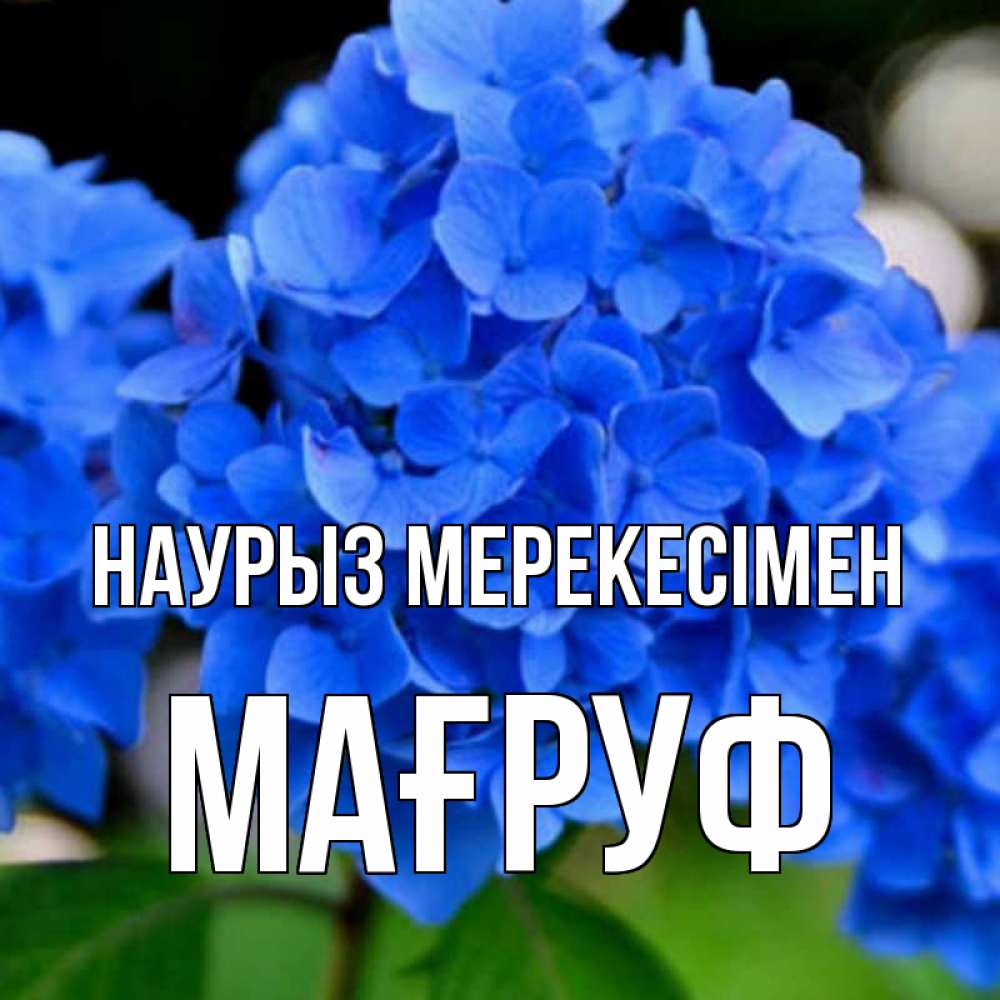 Күн сайын ашық хат с именем, МАҒРУФ Наурыз мерекесімен синие цветы Онлайн тегін жүктеп алу тілектері бар керемет карта 