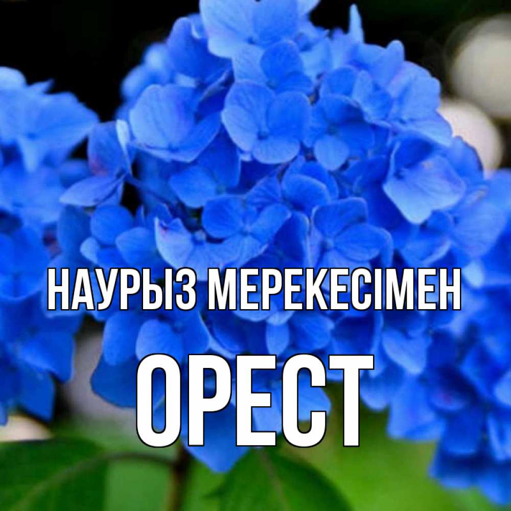 Күн сайын ашық хат с именем, Орест Наурыз мерекесімен синие цветы Онлайн тегін жүктеп алу тілектері бар керемет карта 
