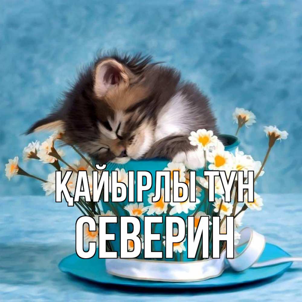 Күн сайын ашық хат с именем, Северин Қайырлы түн котенок спит в кружке с блюдцем Онлайн тегін жүктеп алу тілектері бар керемет карта 