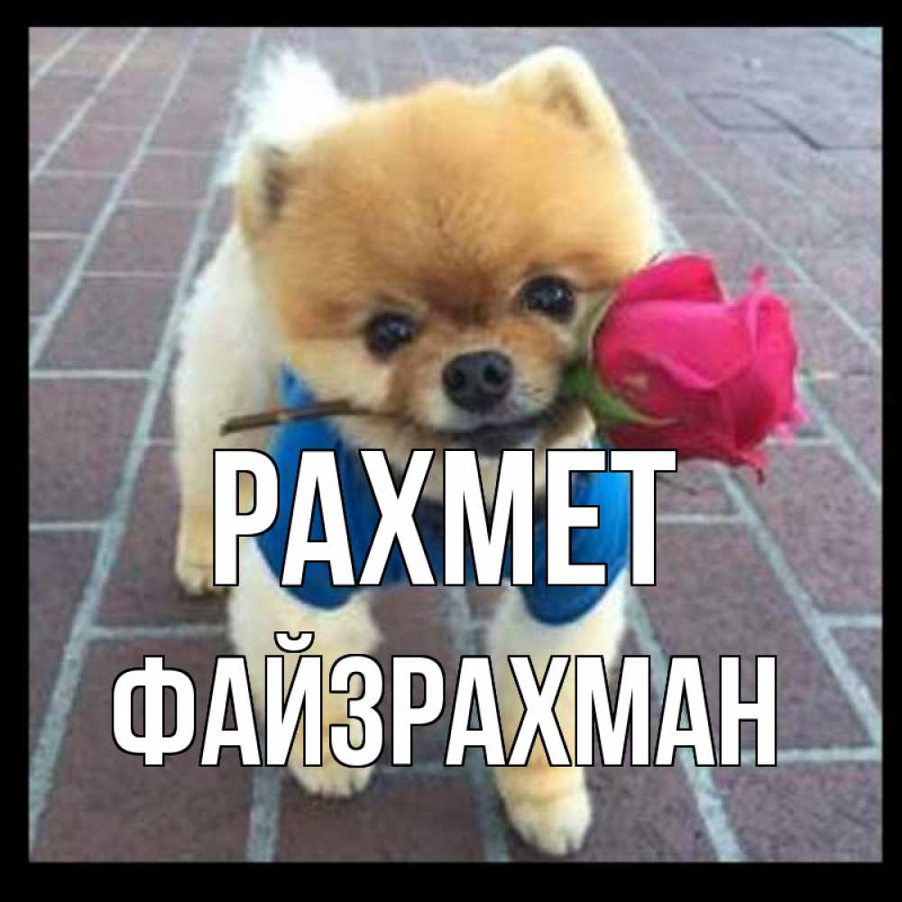 Күн сайын ашық хат с именем, ФАЙЗРАХМАН рахмет спасибо и дарю тебе цветок Онлайн тегін жүктеп алу тілектері бар керемет карта 