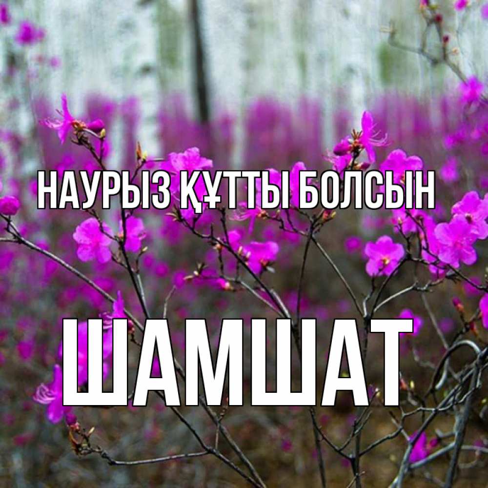Күн сайын ашық хат с именем, ШАМШАТ Наурыз құтты болсын дикие цветы Онлайн тегін жүктеп алу тілектері бар керемет карта 