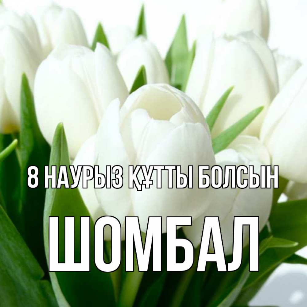 Күн сайын ашық хат с именем, ШОМБАЛ 8 наурыз құтты болсын цветы Онлайн тегін жүктеп алу тілектері бар керемет карта 