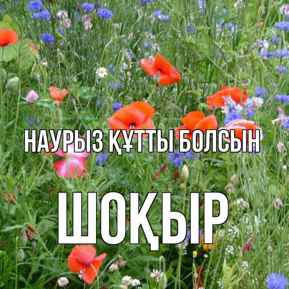 Күн сайын ашық хат с именем, ШОҚЫР Наурыз құтты болсын наурыз  4 Онлайн тегін жүктеп алу тілектері бар керемет карта 