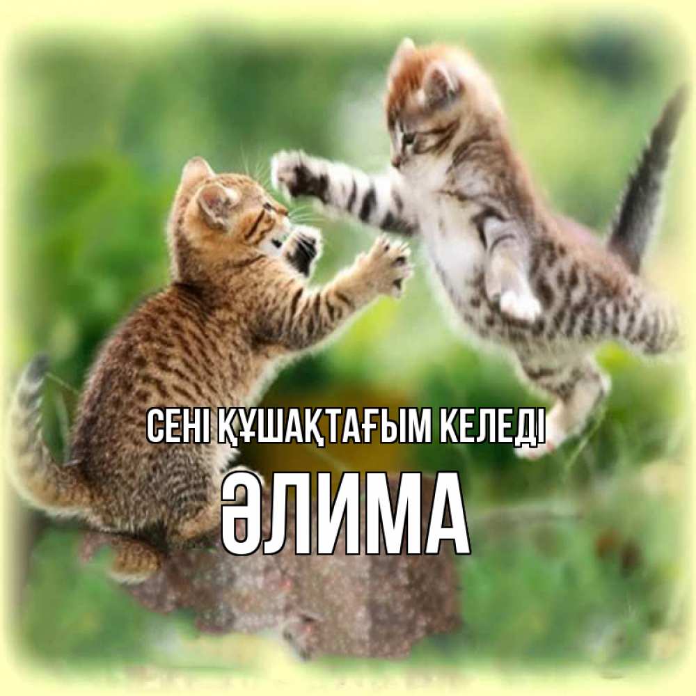 Күн сайын ашық хат с именем, ӘЛИМА сені құшақтағым келеді игры котят Онлайн тегін жүктеп алу тілектері бар керемет карта 