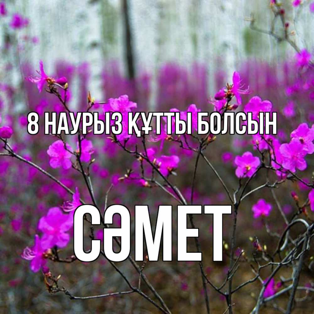 Күн сайын ашық хат с именем, СӘМЕТ 8 наурыз құтты болсын дикие цветы Онлайн тегін жүктеп алу тілектері бар керемет карта 